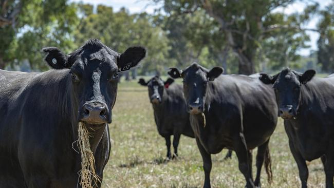 Australia’s cattle herd is officially shrinking. Picture: Zoe Phillips