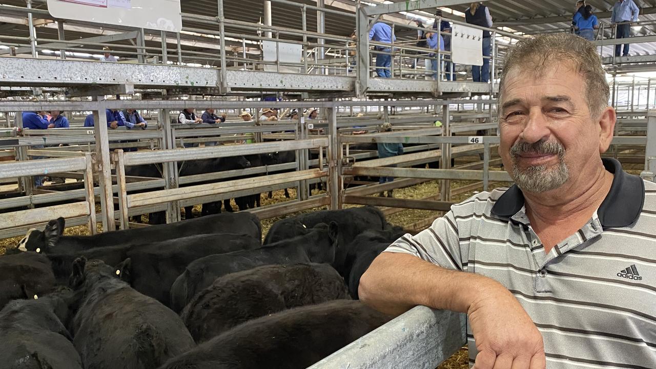 Wodonga Store Cattle Sale: Prices Lift For Quality Steers | The Weekly ...