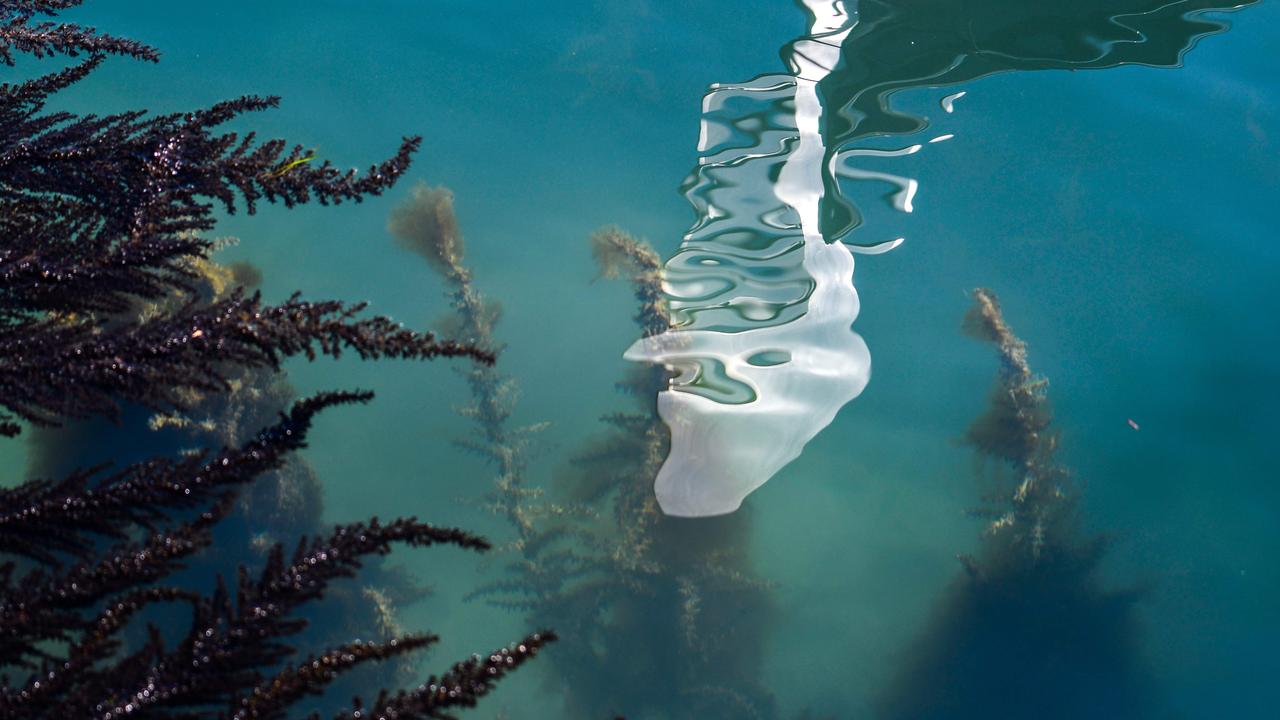 Seaweed is seen through clear water. Picture: ANDREA PATTARO / AFP