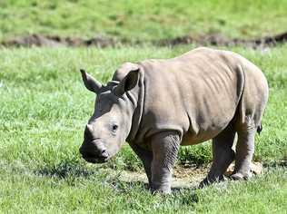 Australia Zoo welcomed Carrie, a baby rhino late last year and now the public can finally meet her on the zoo's African Savannah. Picture: Patrick Woods