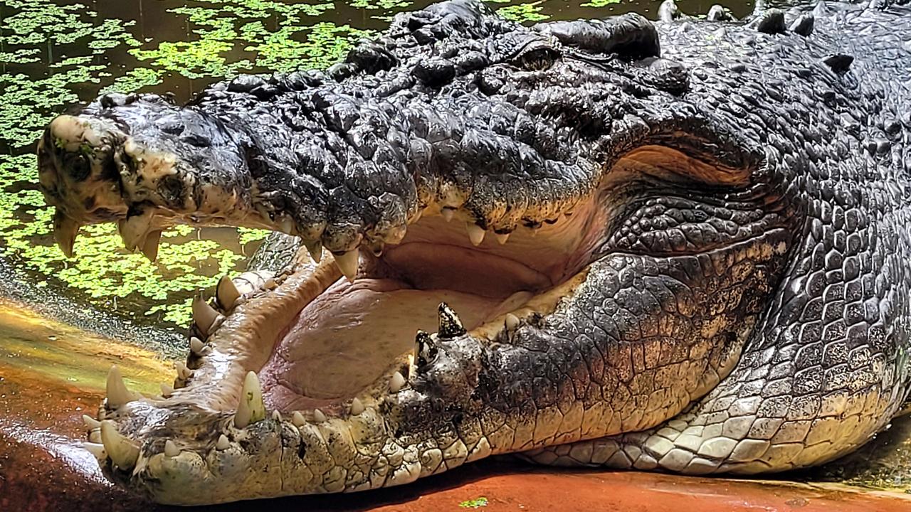 Cassius was the largest saltwater crocodile in captivity until his death. Picture: Brendan Radke