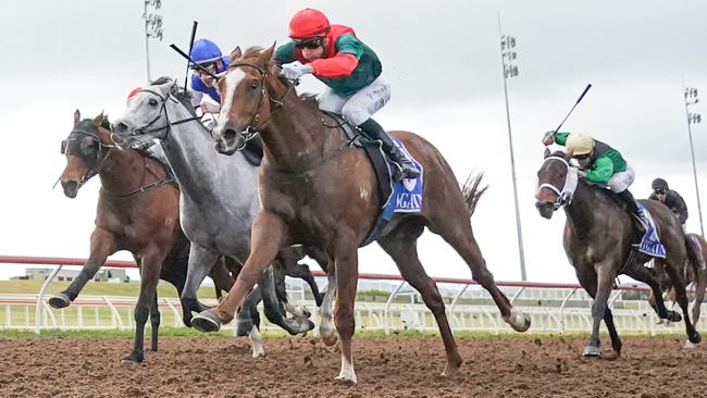 Carnival Row can improve on two impressive trials when he heads to Sandown on Wednesday. Picture: Racing Photos via Getty Images.