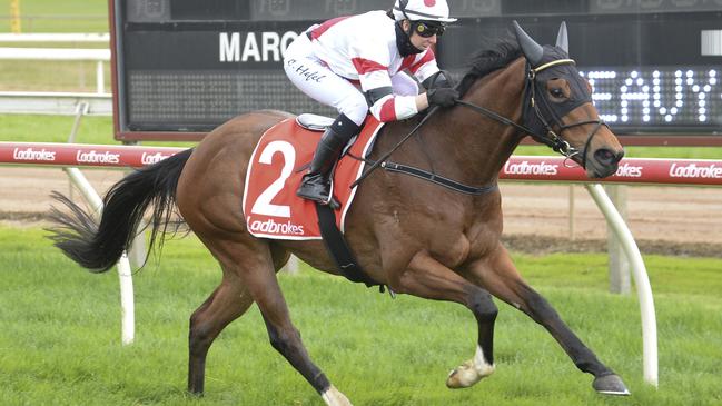 Holt will be looking for back-to-back wins at Moe on Monday. Picture: Racing Photos