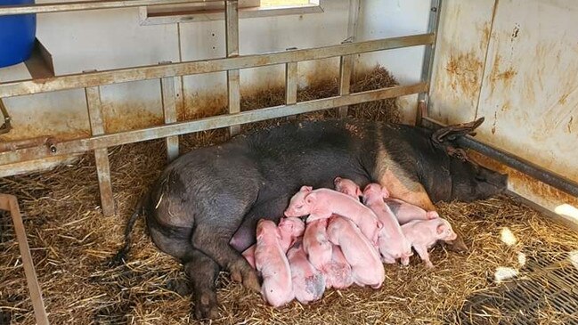 David Refalo has spent years honing the genetics he uses for his pigs, creating a hybrid designed to weather the Australian sun. PICTURE: Supplied.