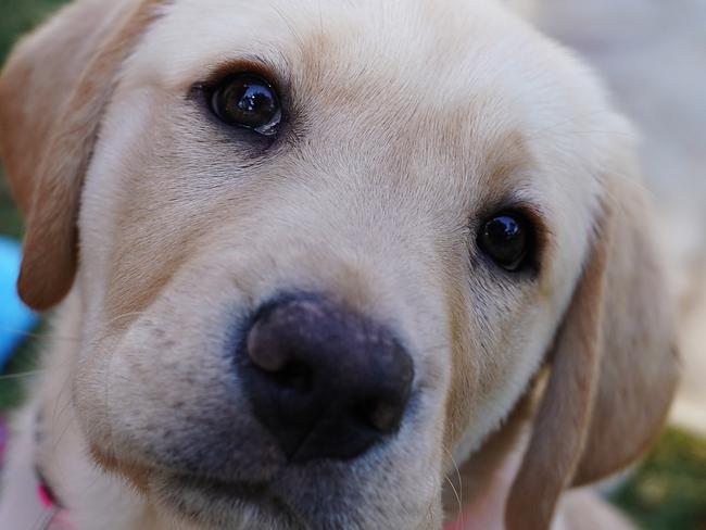 Who could resist the chance to get cuddly with a guide dog puppy? Picture: AAP Image/Stefan Postles