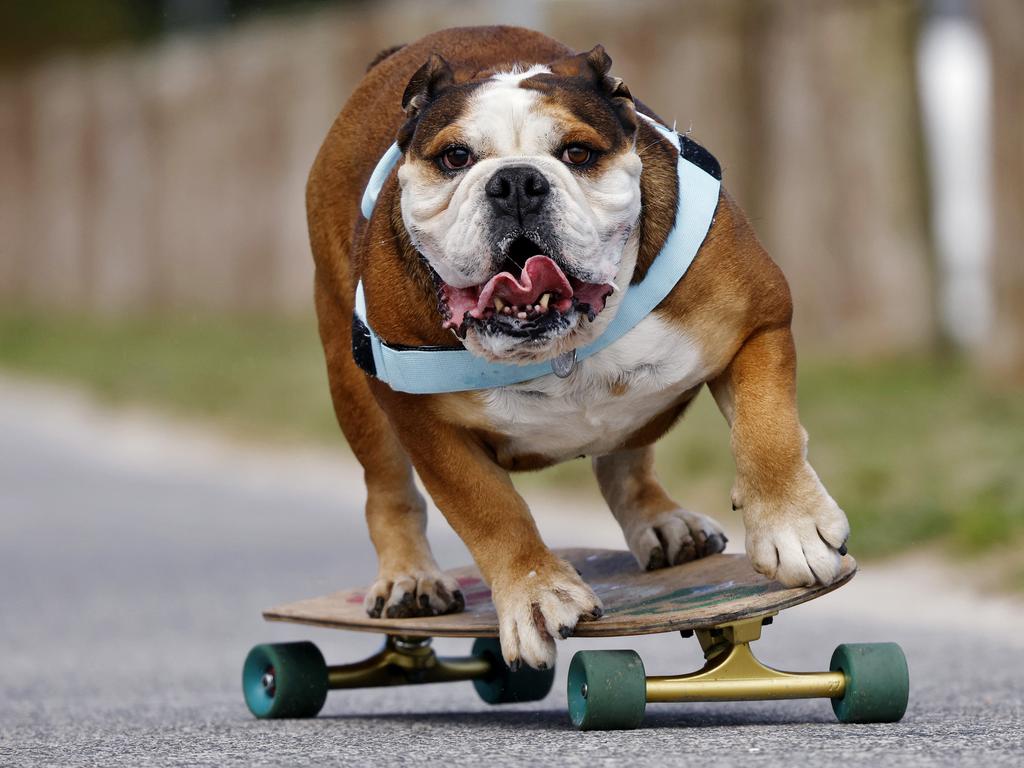 DAILY TELEGRAPH - 25/10/24

Giotto the skateboarding bulldog pictured in Kurnell today with owner Greg Denaro. Picture: Sam Ruttyn