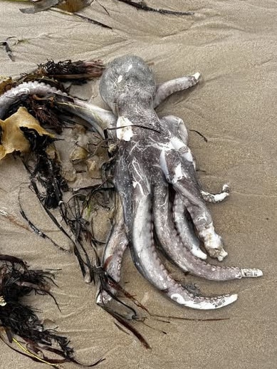 Residents found dozens of dead octopuses among the other dead sealife. Picture: Facebook