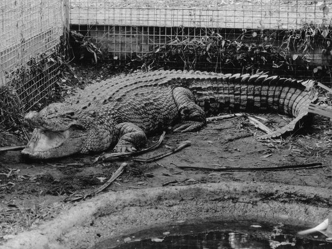 Gummy the crocodile that starred in the feature film Jedda.