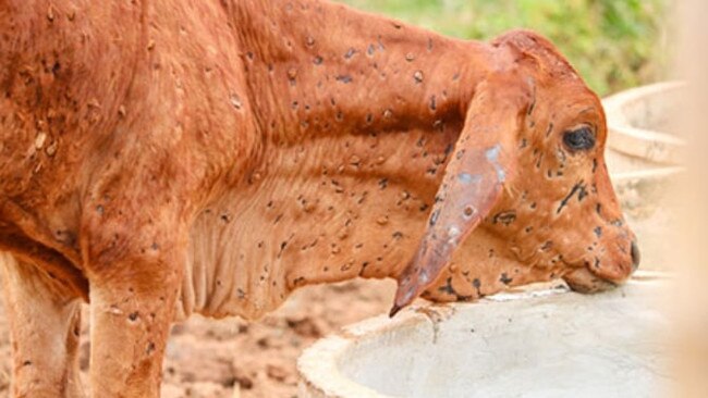 Lumpy skin disease causes production losses and can be fatal.