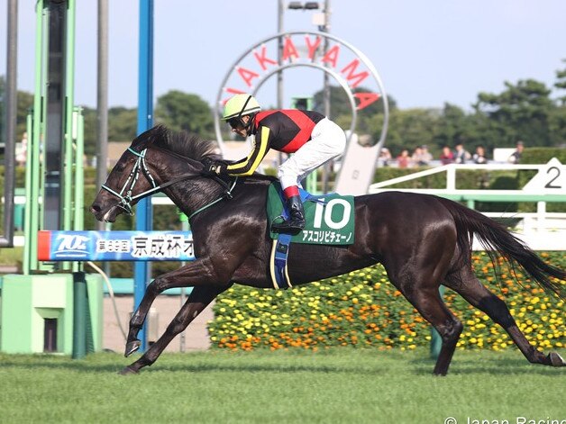 Ascoli Piceno winning at Nakayama. Photo: Japan Racing Association.