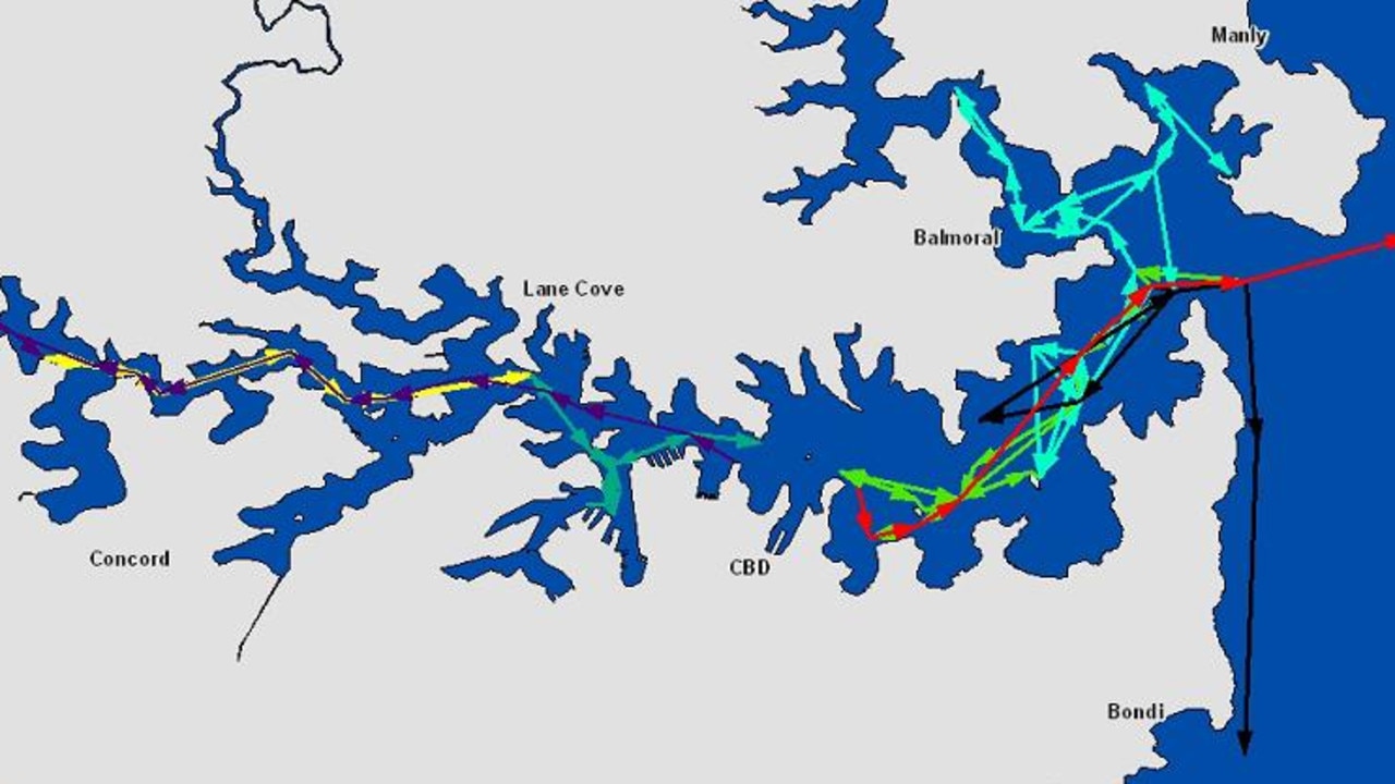 DPI tracking on a single day in January 2011 shows bull sharks moving around inside Sydney Harbour.