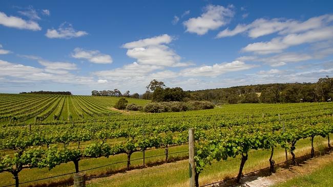 It's all about the vineyards and wine in the Margaret River region. Picture: Richard...