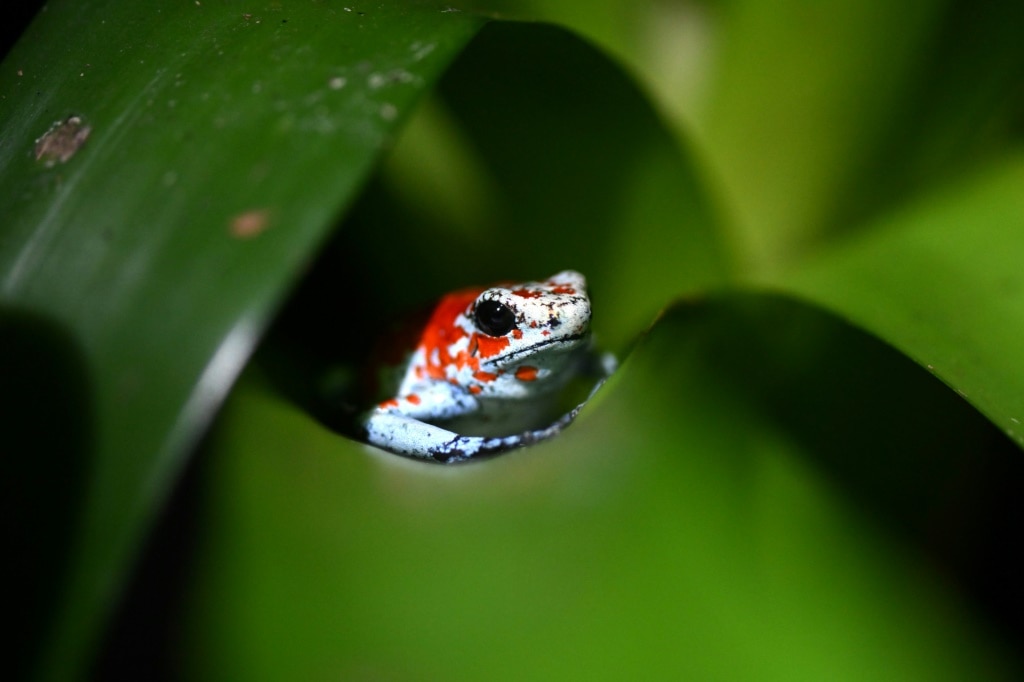 Lab-grown frogs: a Colombian’s response to wildlife trafficking