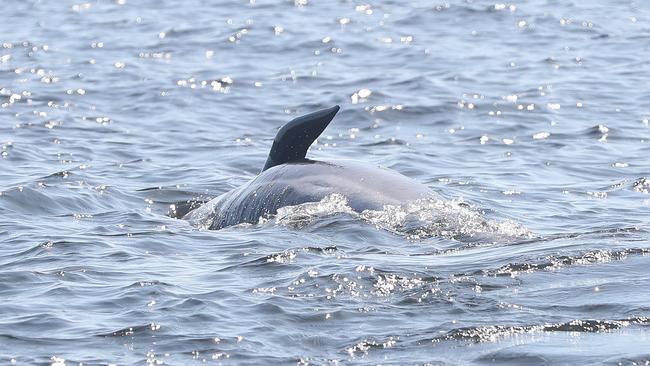 Rescue mission of surviving whales. Stranding of over 200 pilot whales at Macquarie Heads near Strahan Tasmania. Picture: Nikki Davis-Jones