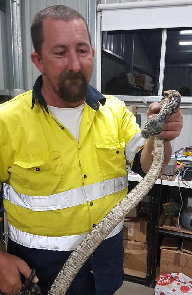 Chris Jennings relocating a coastal carpet python from Laidley Heights in 2022. Photo: Contributed