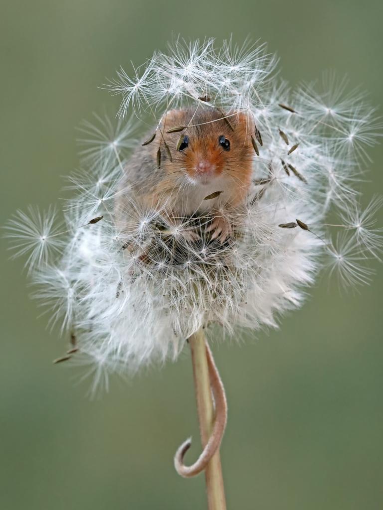 Image Name: I can see you Photographer Name: Nigel Hodson This is a photograph of a harvest mouse hiding in a dandelion head. This was taken in Wales this Spring. Picture: Nigel Hodson, United Kingdom, Commended, Open, Wildlife (Open competition), 2018 Sony World Photography Awards