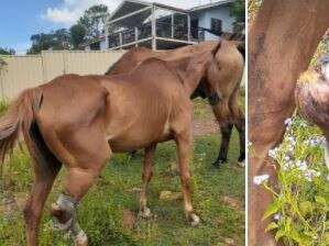 Residents have raised concerns for a horse in a  paddock in Monkland. Photo: Supplied by Mavis Marshall