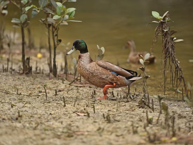 Central Coast wetlands and mangroves can be breeding grounds for mosquitoes. Picture: AAP / Troy Snook.