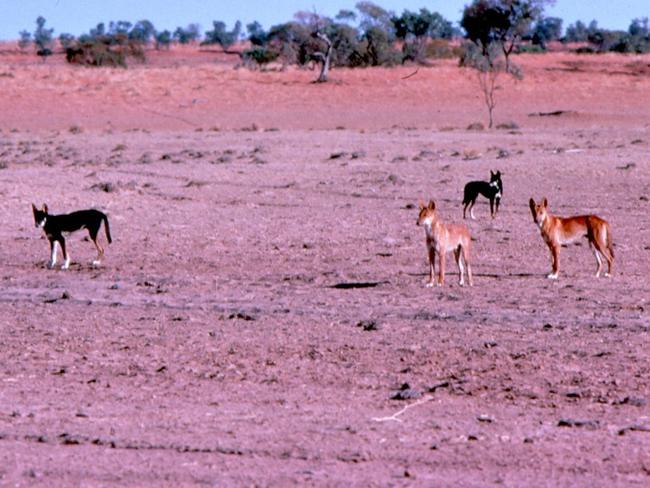 Wild dingos spotted near outback Moomba in the far North East.