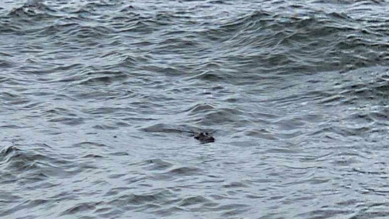 Beach Closed after croc spotted inside Palm Cove stinger nets | The ...