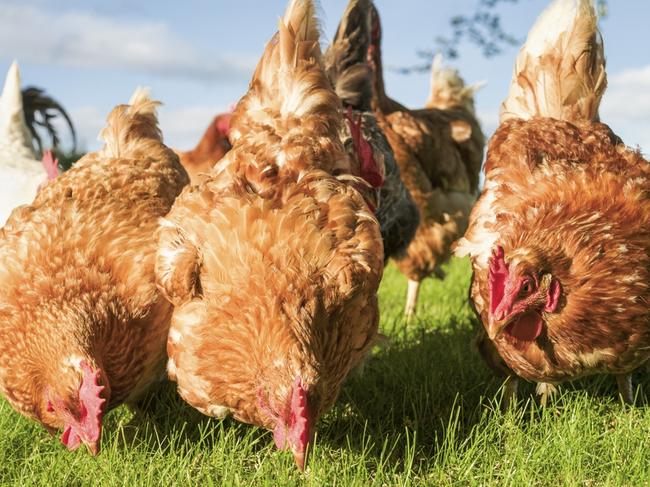 Chicken, istock.