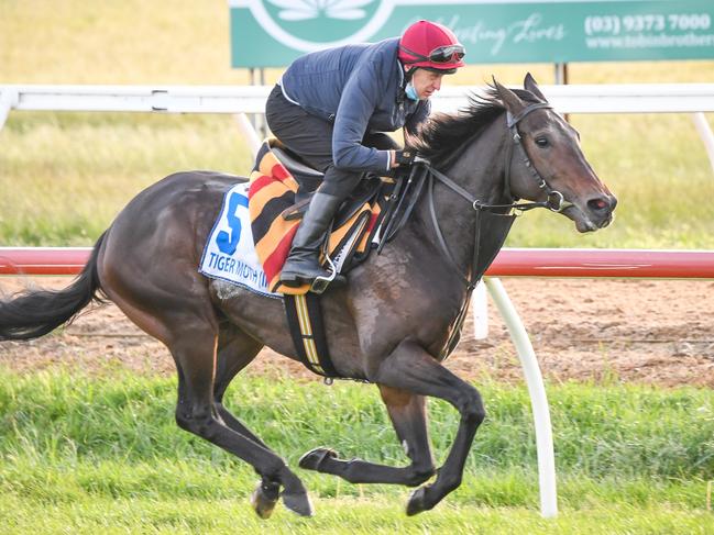 Can Irish import Tiger Moth win the Melbourne Cup at only his fifth start?