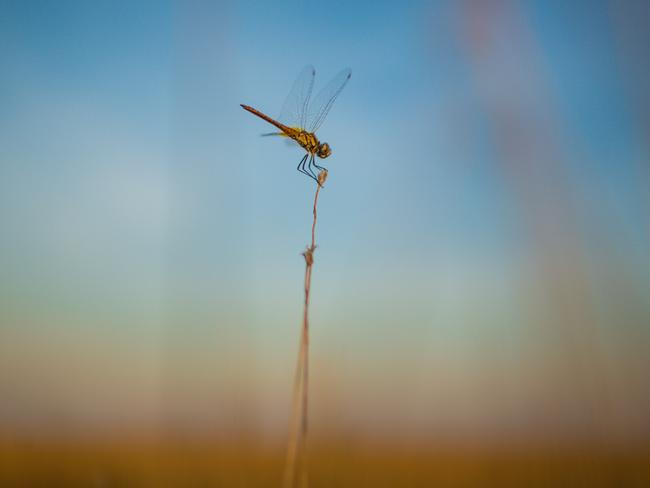 Dry Season Cometh with Dragon Flys making their debut.Picture GLENN CAMPBELL