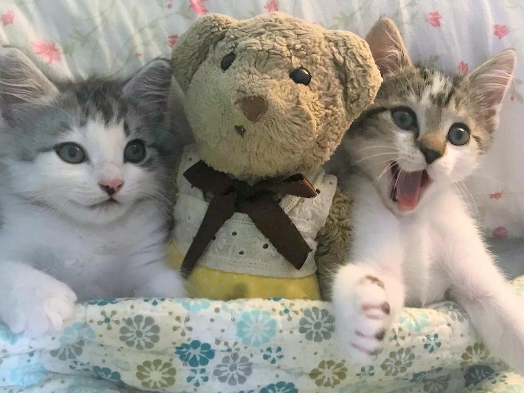 Rescue babies Reeva and Russetta listening to story time with Ted :) Picture: Karen Grohn.