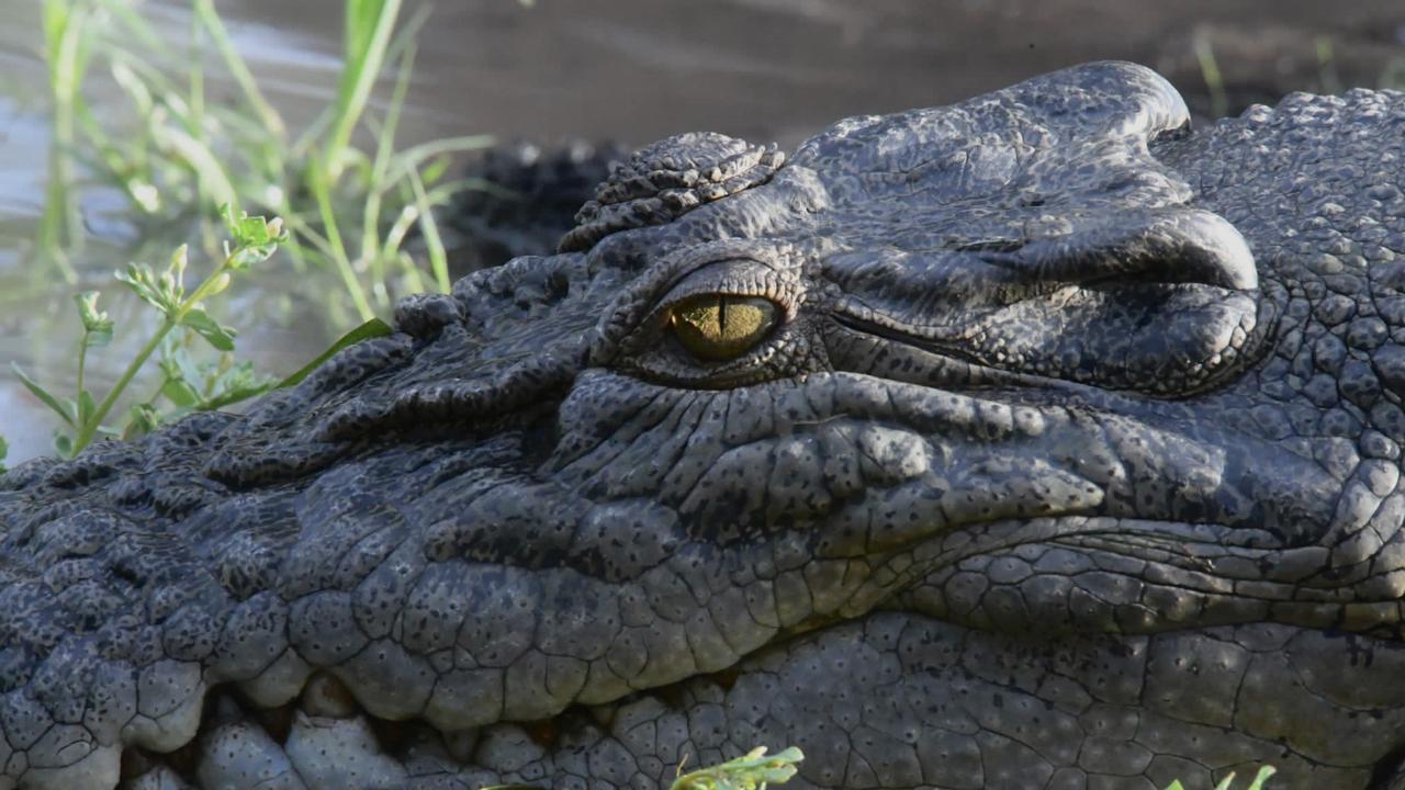 Saltwater croc Kakadu's Yellow River Billabong. Picture: (A)manda Parkinson