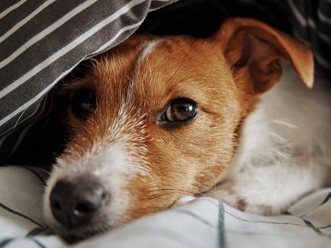 SMARTdaily Pets. Pet under blanket in the bed. Portrait of sad dog warms in cold weather. Picture: iStock