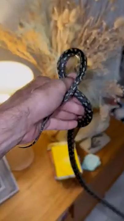 Python found tangled up behind family’s TV