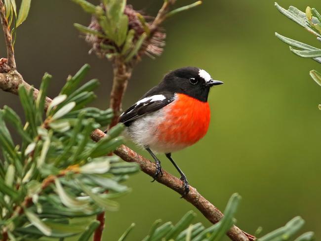 Scarlet Robin. Supplied: Bio-R. Must credit: Tom Hunt.