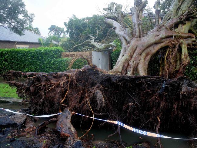 Trees and live wires down on Addison St, Manly / Picture: Adam Ward