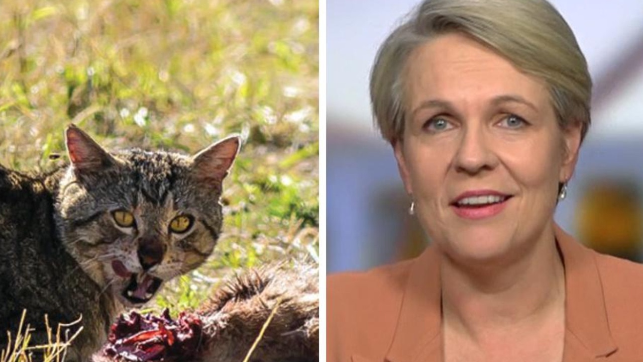 Why Plibersek wants war on cats