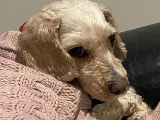 A devastated pet owner has warned people to be mindful of snakes after finding her two pet cavoodles dead in her backyard beside the torn up body of a dugite snake.  Bear and Bonnie died after they were bitten by a dugite in their backyard. Picture: Supplied