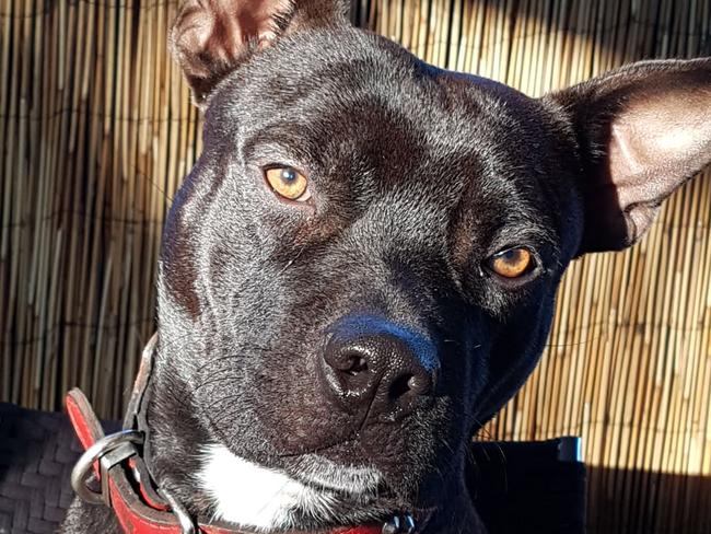 Leo (a Pitbull X Staffy). Picture: Wayne Dawson / Supplied