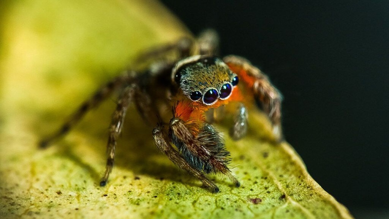 Queensland Museum to discover up to 100 new spider species