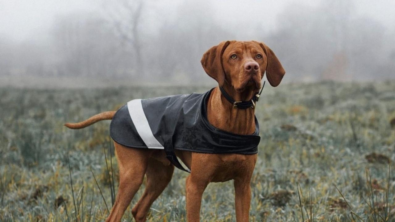 Best dog raincoat outlet with hood