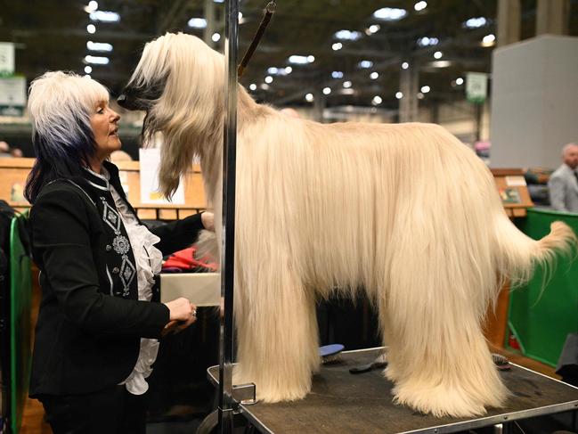 An Afghan hound is groomed before being judged on the last day of the Crufts dog show in Birmingham, England. Picture: Oli Scarff/AFP