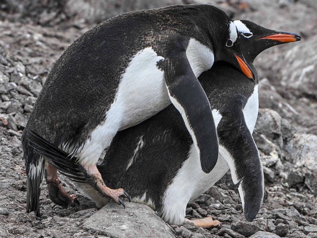 Gentoo penguins are susceptible to the highly contagious and deadly avian influenza. Picture: Juan Barreto/AFP