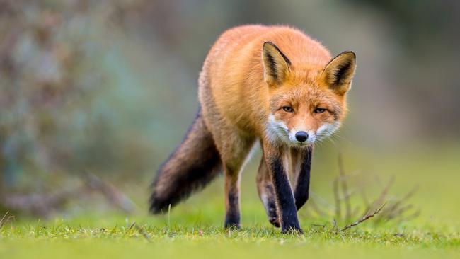 Foxes were introduced to Australia in the mid 1800s for “recreational hunting” Now there’s a bounty on their scalps in South Australia.