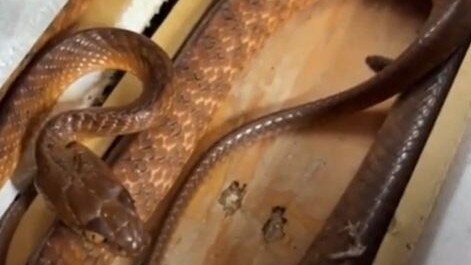 Brown tree snakes have large eyes with vertical catlike pupils. Picture: Stuart McKenzie via Storyful