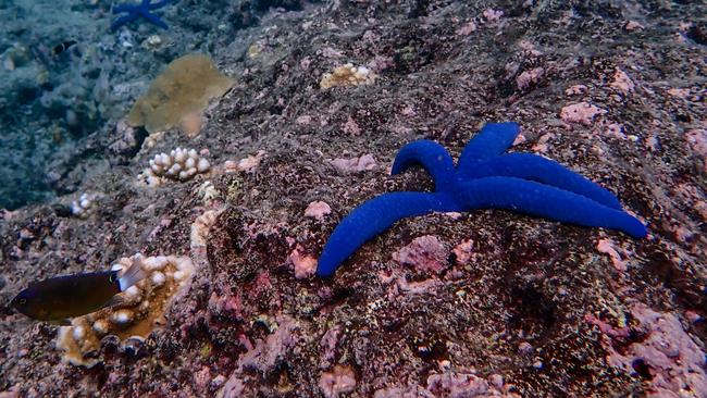 Coral cover in the Great Barrier Reef has bounced back. Picture: Australian Institute of Marine Science