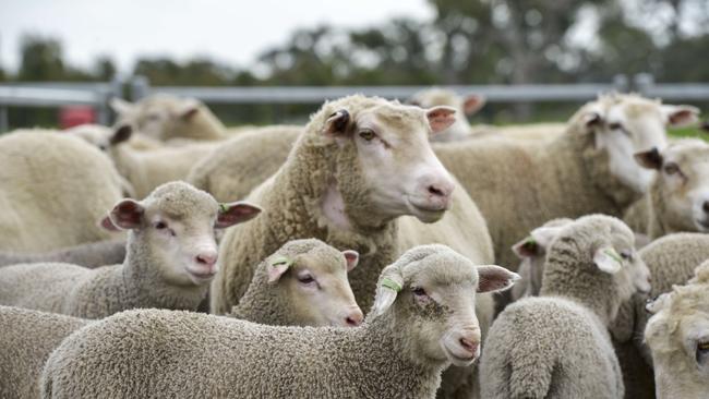 In flux: Recent sheep sales indicate demand for extra heavy lambs has become erratic. Picture: Dannika Bonser