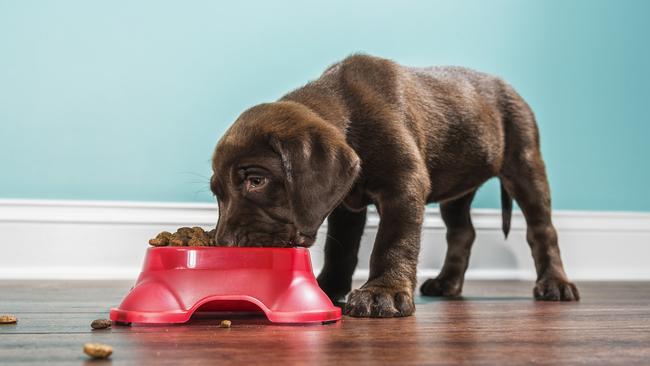 Sorry guys, you can’t claim your pet’s food on your tax return. Picture: iStock