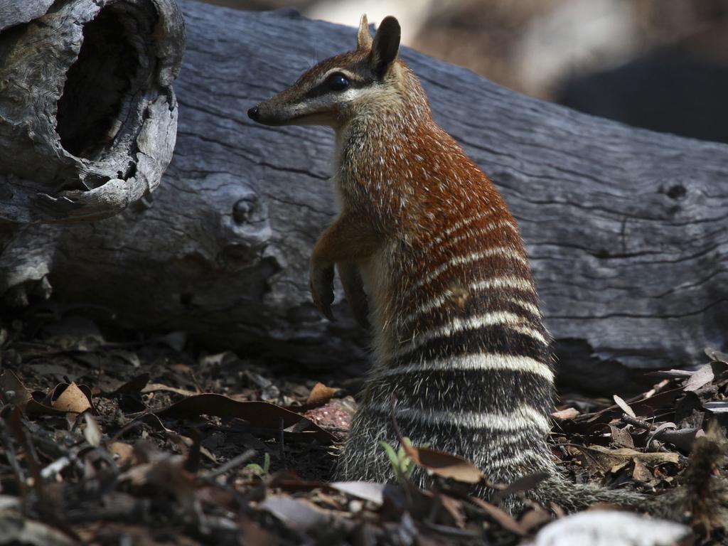 <p>Numbat, Myrmecobius fasciatus, unlike most marsupials is active in daylight, Dryandra Woodland, Wheatbelt region, Western Australia (Photo by: Auscape/UIG via Getty Images)</p>