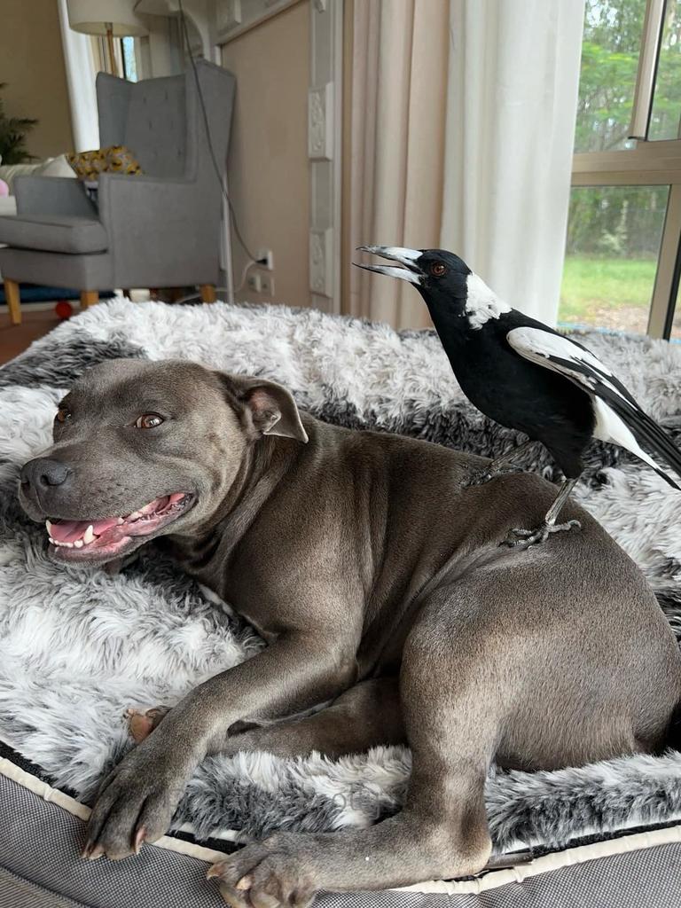 The family has a popular Instagram account dedicated to Molly’s unlikely friendship with their dog Peggy, amassing over 930,000 followers. Picture: Facebook / Peggy and Molly