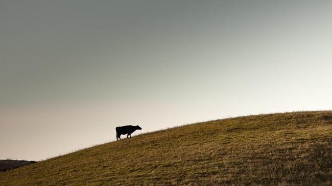 ACCC takes aim at imbalance between dairy processors and farmers.