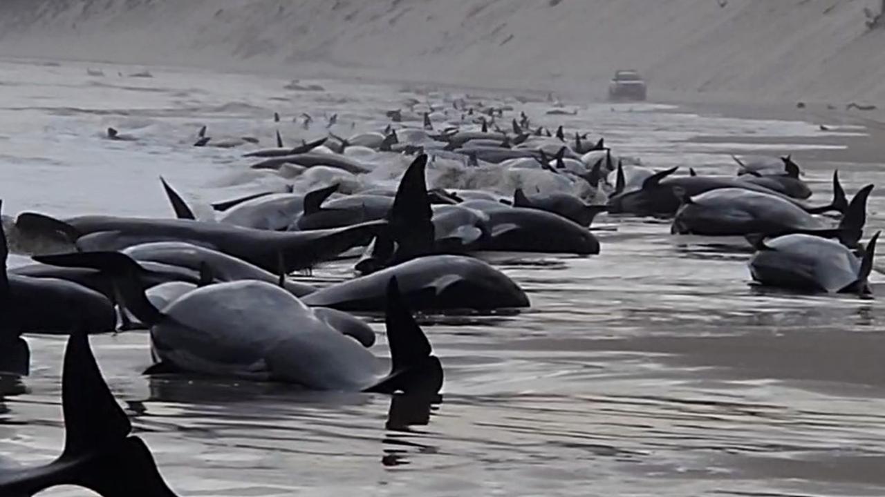 Rescuers are racing to save the surviving whales. Picture: Huon Aquaculture via Getty Images