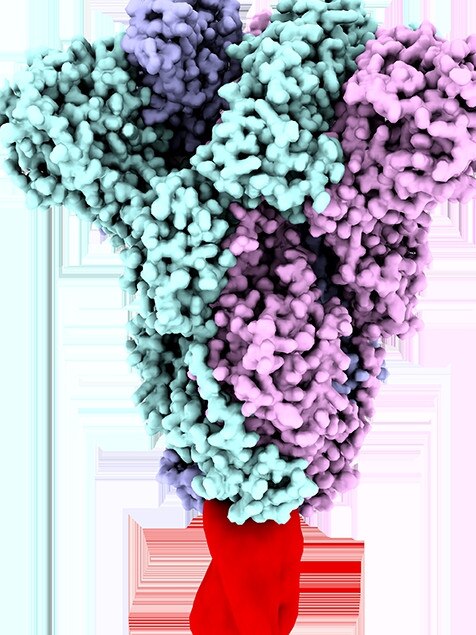 The vaccine uses a molecular clamp method. This is a model of a clamped vaccine antigen.